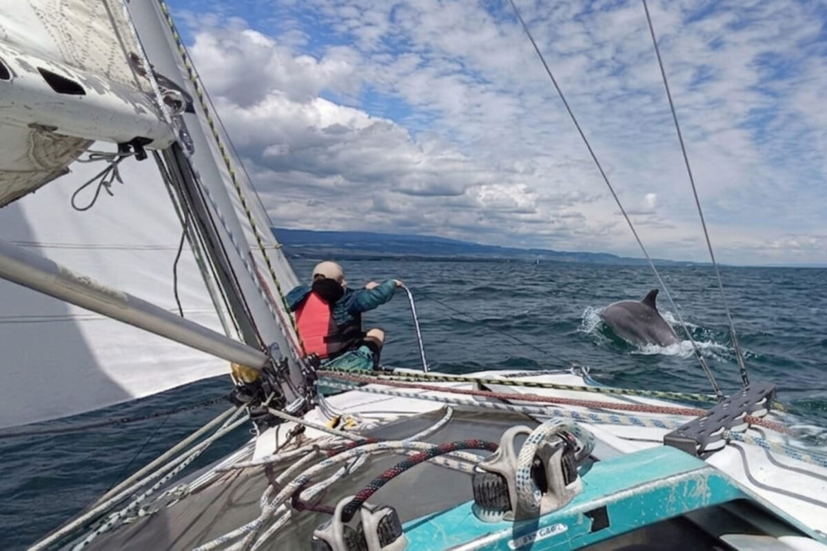 Dauphin nageant à proximité d'un voilier d'initiation dans le Léman près de Nyon